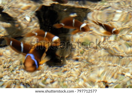blurry brown fish or brown fish image use for abstract background