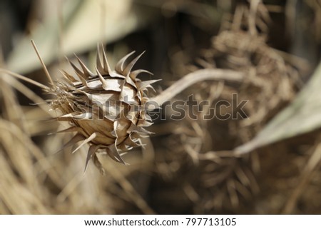dried thistle in the autumn