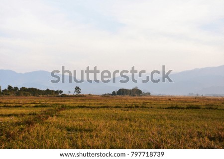 Fields with many straws in dry season after harvest. In the remote area of Laos.