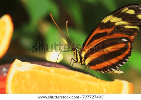 Butterfly sitting on an orange in nature