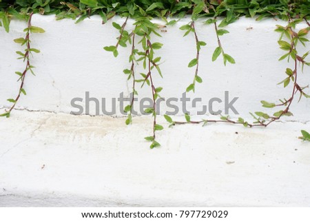 The green grass wiggle on cement floor. Royalty-Free Stock Photo #797729029
