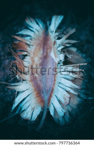 fine art photo of a dried seed from a tree