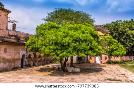 holy cow rests under a tree in the ruins of a Hindu temple