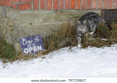 come in were open sign and cat