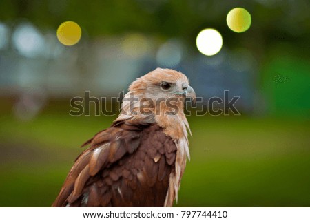 Aquila Chrysaetos Eagle
