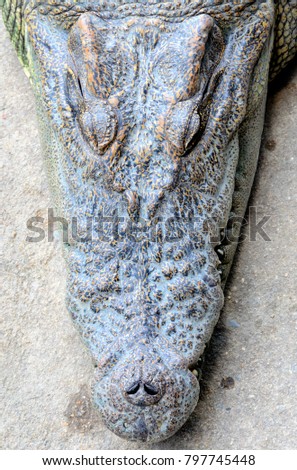 Close up picture of Crocodile head. 