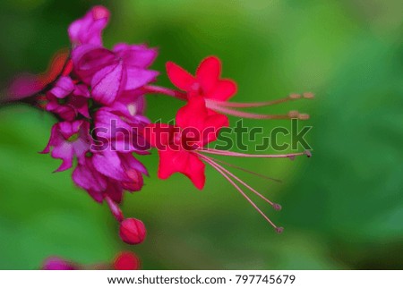 Close up picture of beautiful vivid pink color flowers. Picture with copy space. Beauty in the nature.
