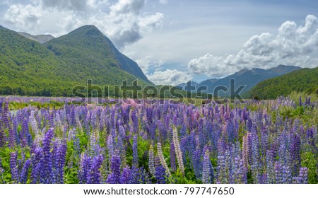 Lupine flower in summer, landscape of high mountain glacier at milford sound, New Zealand