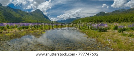Lupine flower in summer, landscape of high mountain glacier at milford sound, New Zealand