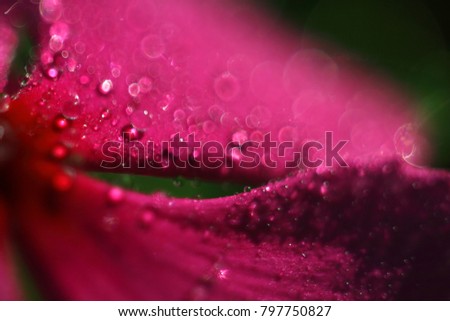 Beautiful abstract background of flower Vinca rosea, with drops after rain, in shades of pink and purple, with selective focus, super macro 