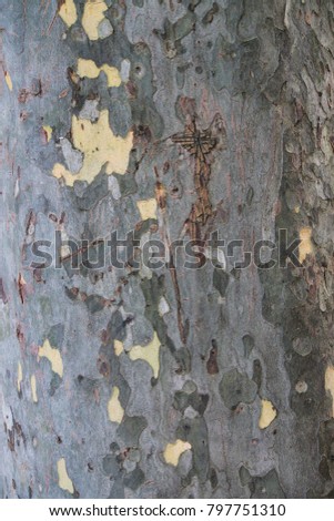 the eucalyptus bark texture