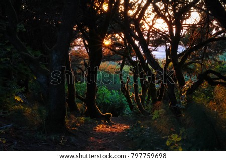 Sunset Dark Forrest Hike 