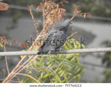 Grey Pigeon sitting on pipe
