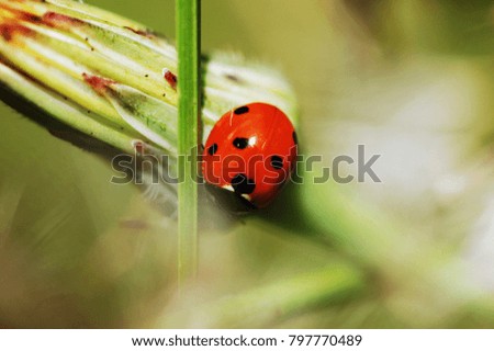 Ladybug macro picture