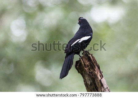 Closed up, the rare bird, uprisen angle view, back shot, Black Magpie ( Platysmurus leucopterus ) sitting on the stump of the tree in the nature, the South of Thailand