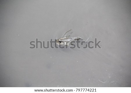 mudskipper swimming in the sea