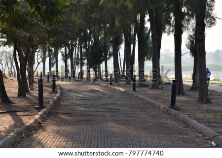 tropical pine trees lining jogging and biking lane