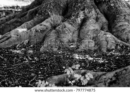 Black and white graphical natural background of trees in summer