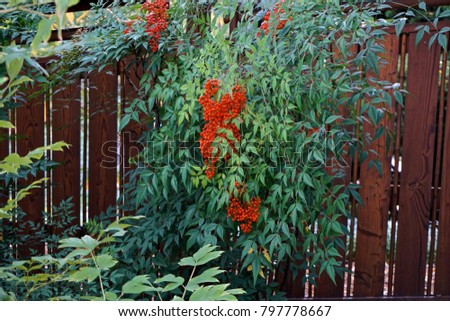 Brooklyn Botanic Garden, NY, USA: Heavenly Bamboo (Nandia domestica). Large clusters of bright red berries cascade over a wooden fence.