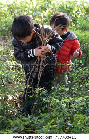 Two boys playing and picking dried sticks in the park together in winter Royalty-Free Stock Photo #797788411