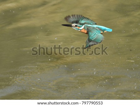 Bathing in a Kingfisher
