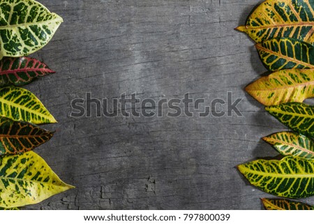 Top view of colourful leaves on wooden background. Copy space