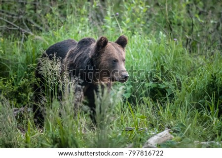 Close up picture of huge old Carpathian brown bear