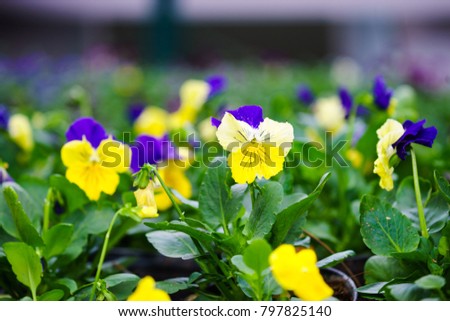 fancy flowers in garden. yellow and purple fancy flowers for background.