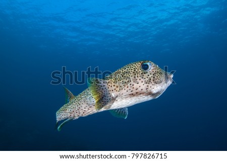 Spotted Porcupinefish Diodon Hystrix