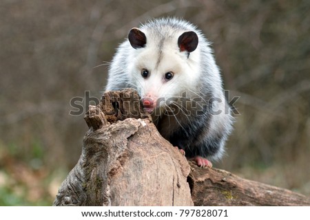 curious young possum on a log