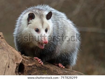 profile of a young possum