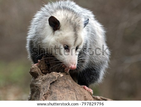 profile of possum on a branch