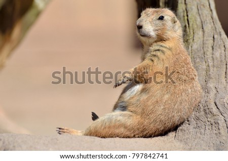 A meerkat in the sun
