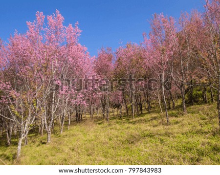 Pink forest of Sakura with blue sky. beautiful sprig cherry blossom. Prunus cerasoides in Thailand, bright pink flowers of Sakura on the high mountains of Phu Lom Lo mountain, Loei, Thailand