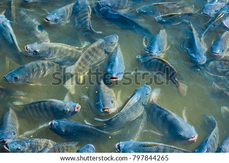 Many tilapia pop up to breathe on the surface because of lack of oxygen. Because of the weather. Dirty Oxygen Water in Water
 Royalty-Free Stock Photo #797844265