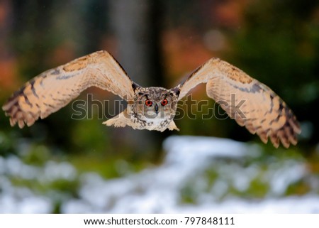 A great strong brown owl with huge red eyes flying through the forest directly to the photographer on a red and green trees background. Eurasian Eagle Owl, Bubo bubo. Royalty-Free Stock Photo #797848111