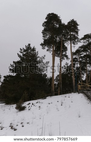 Forest in the winter season