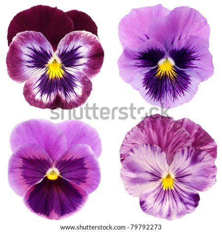set of purple pansy on white background