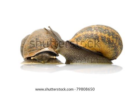 Two adorable garden snails on a clean white background,with one snail appearing to lean in for a sweet kiss,perfect for nature and animal lovers.