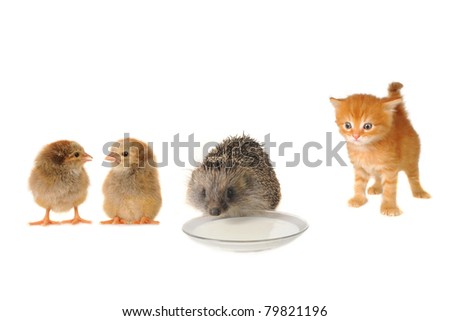 Red cat and hedgehog chicken  isolated on a white background