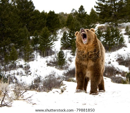 Roaring grizzly on winter hill Royalty-Free Stock Photo #79881850