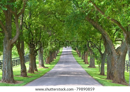 tree lined road Royalty-Free Stock Photo #79890859