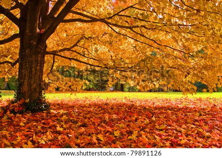 fall leaves trees