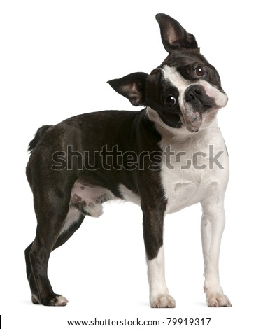 Boston Terrier, 1 year old, standing in front of white background