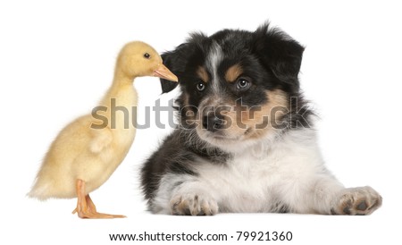 Border Collie puppy, 6 weeks old, playing with a duckling, 1 week old, in front of white background