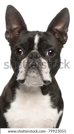 Close-up of Boston Terrier, 1 year old, in front of white background
