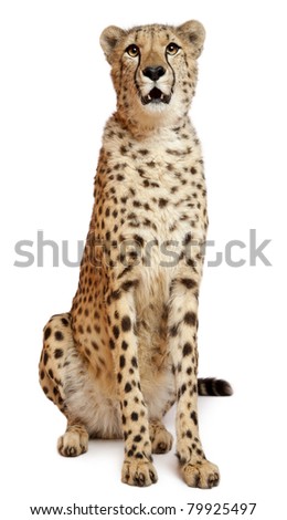 Cheetah, Acinonyx jubatus, 18 months old, sitting in front of white background