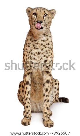 Cheetah, Acinonyx jubatus, 18 months old, sitting in front of white background