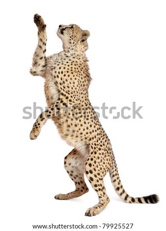 Cheetah, Acinonyx jubatus, 18 months old, standing up and reaching in front of white background