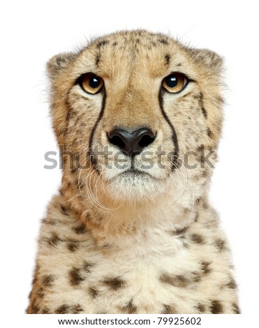 Close-up of Cheetah, Acinonyx jubatus, 18 months old, in front of white background